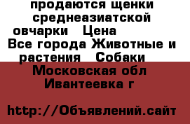 продаются щенки среднеазиатской овчарки › Цена ­ 30 000 - Все города Животные и растения » Собаки   . Московская обл.,Ивантеевка г.